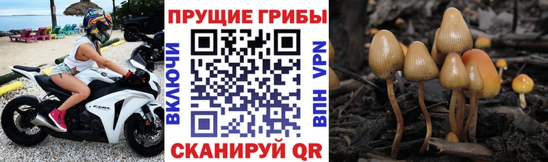 Псилоцибиновые грибы Psilocybe  продажа наркотиков  Циолковский 